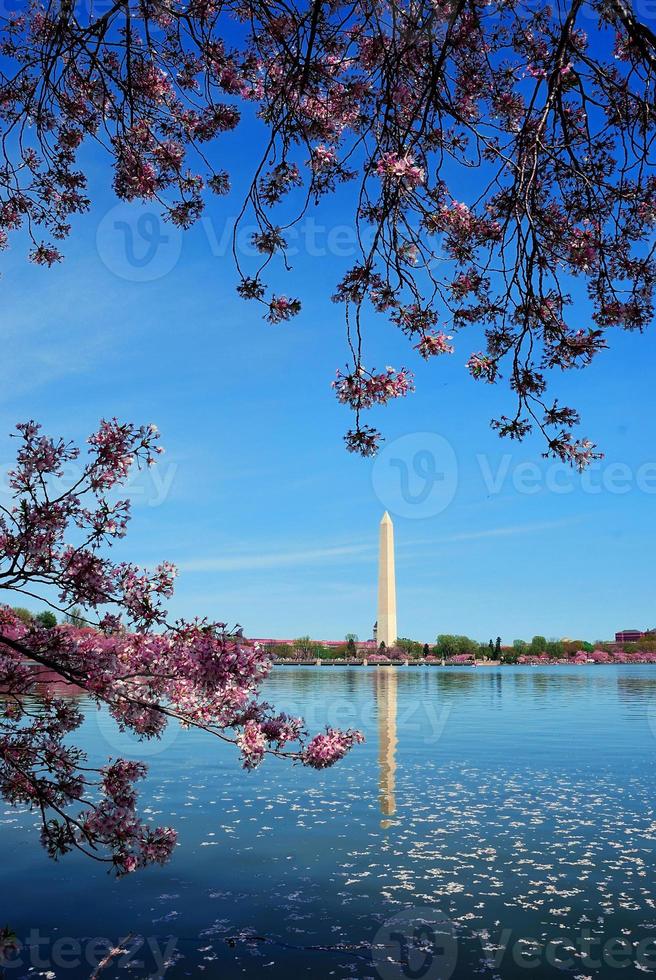 Washington DC cherry blossom photo