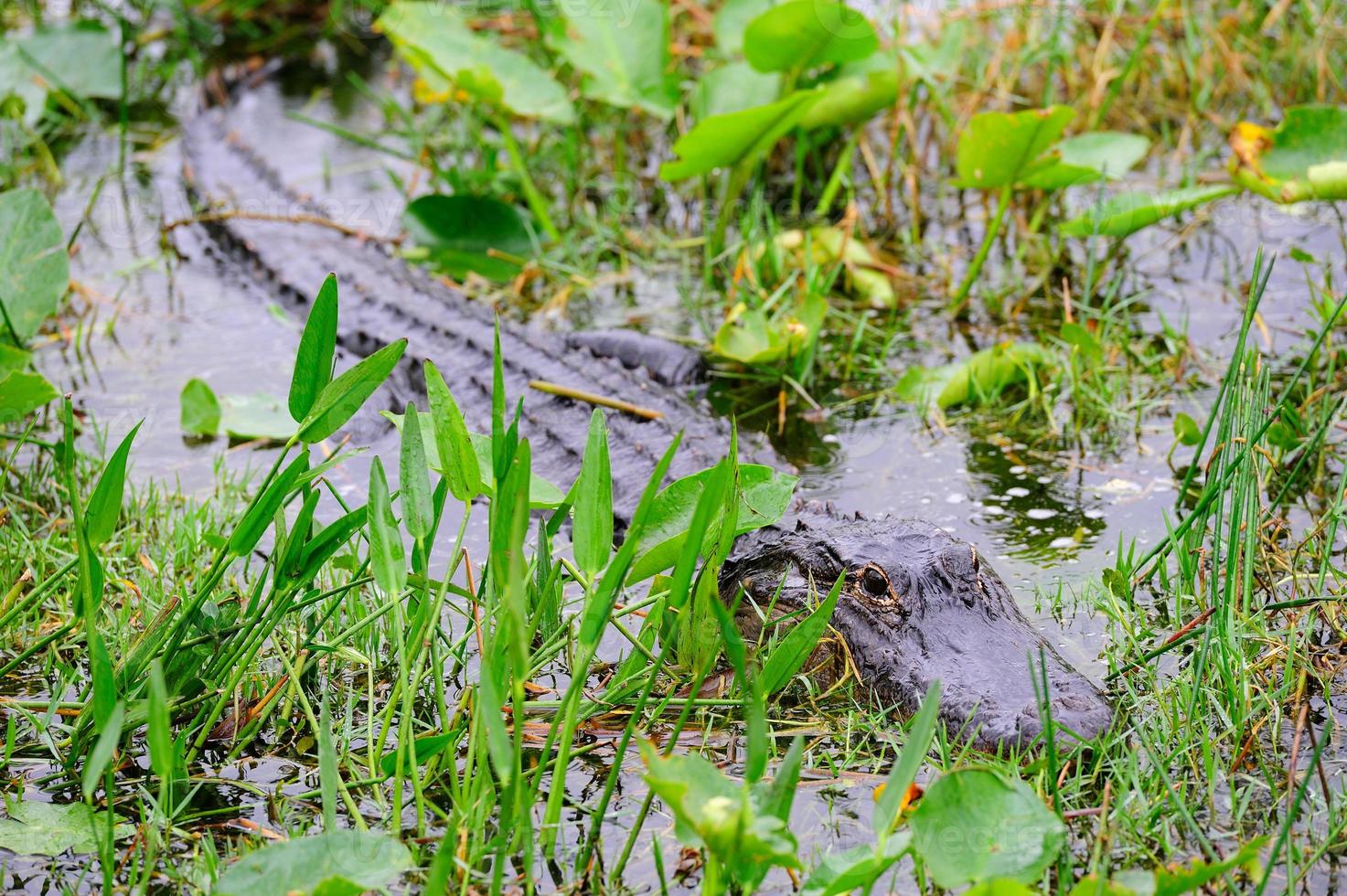 Alligator closeup in wild photo