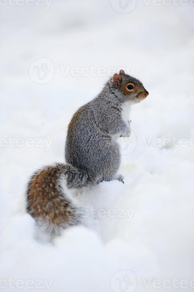 Squirrel with snow in winter photo