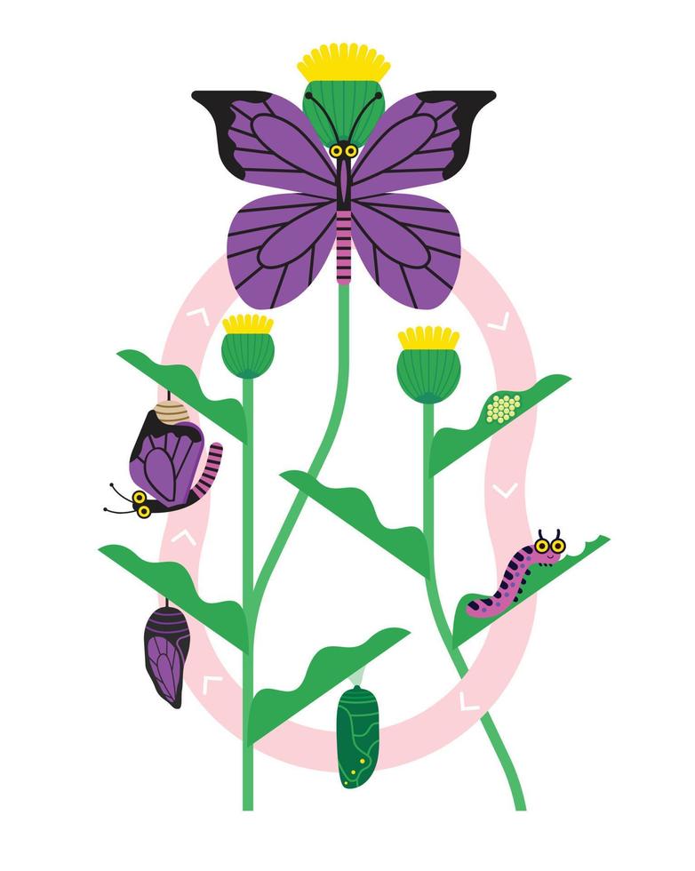 Butterfly Metamorphosis Vector Set