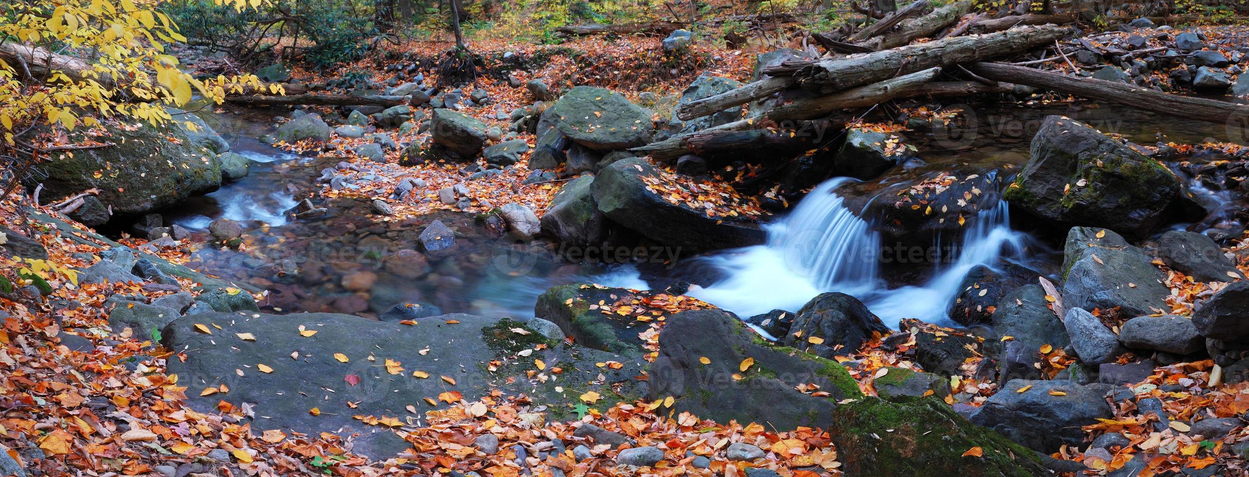 creek closeup with yellow maple trees panorama photo