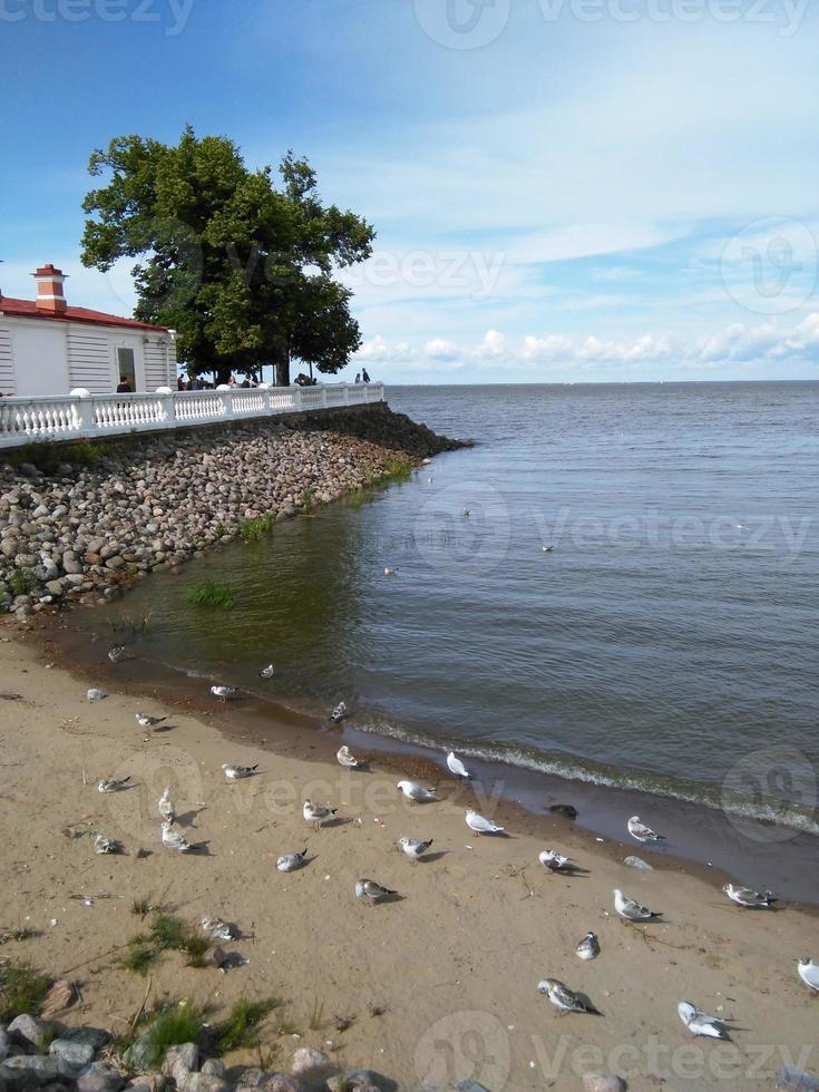 gaviotas en la orilla del mar. mar hermoso paisaje foto