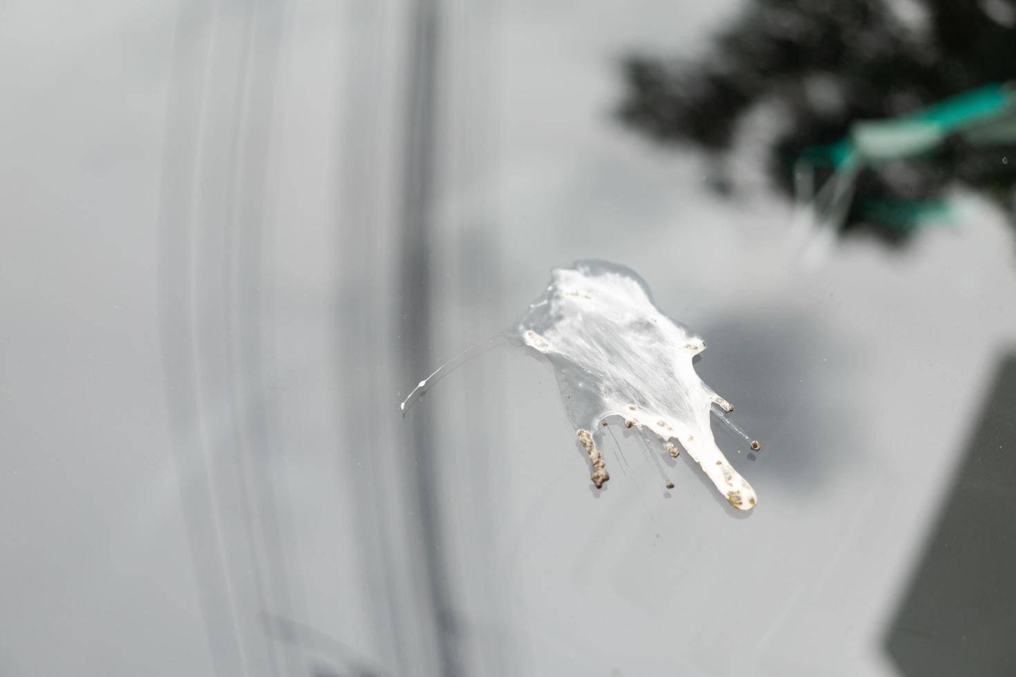 Bird droppings splash on car glass surface photo