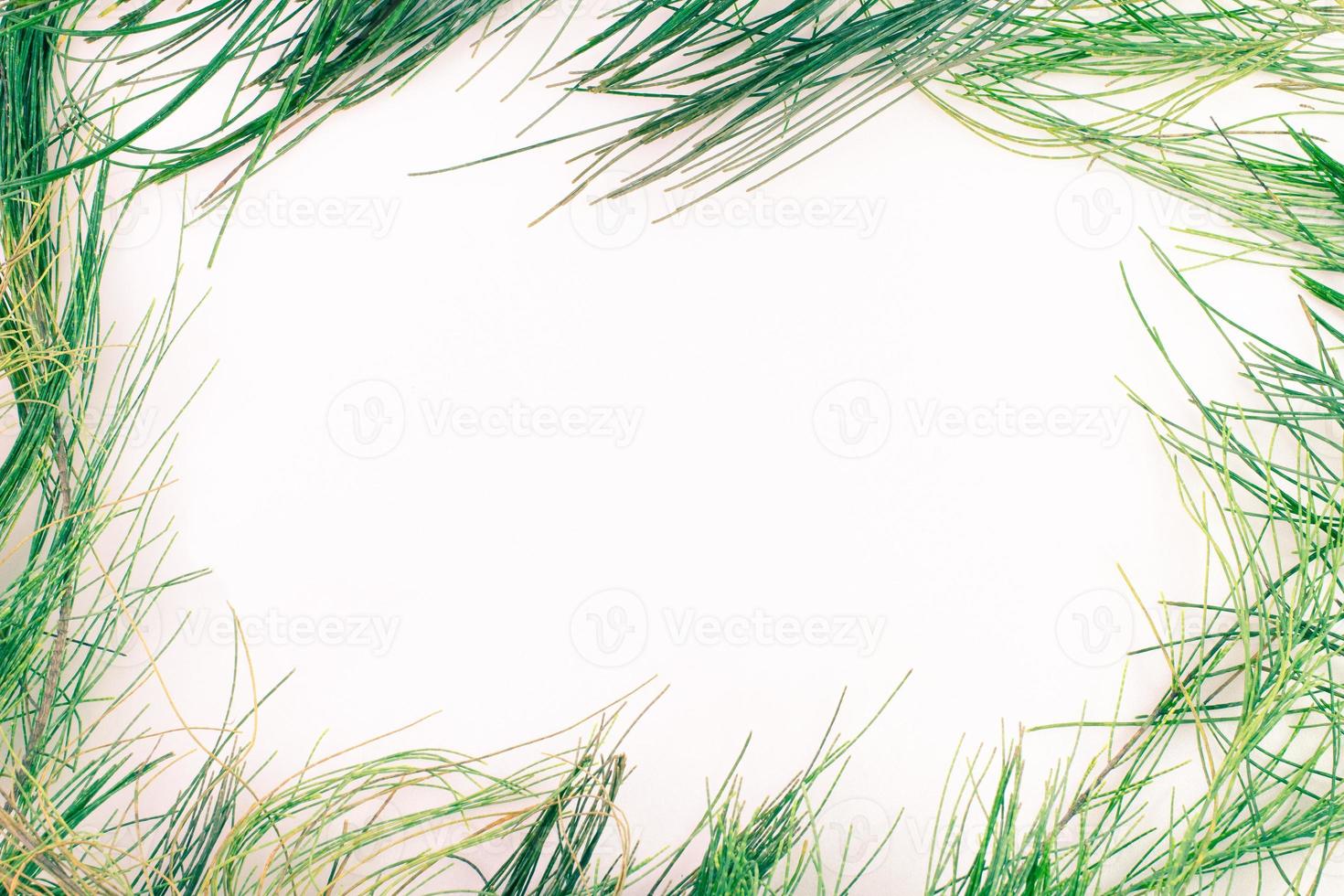 green tone  Australian pine leaves on white background.border and frame image concept.copy space photo