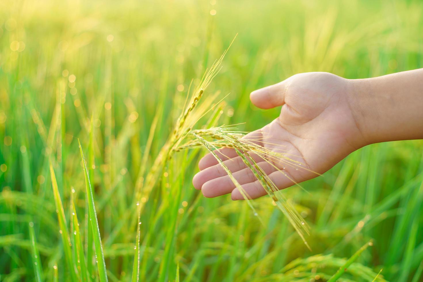 Sheaves of rice in the hands of a female farmer, Bokeh of dew drops on a grain of rice in a field in the morning. soft focus. photo