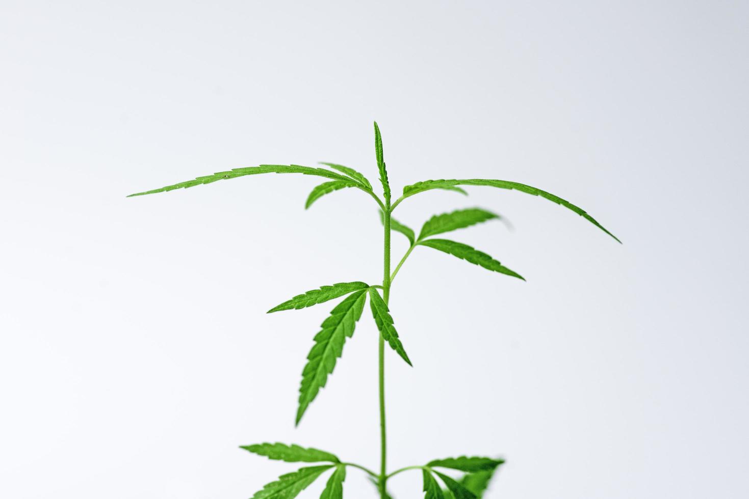 Growing cannabis, Marijuana green herb leaves.soft focus. photo