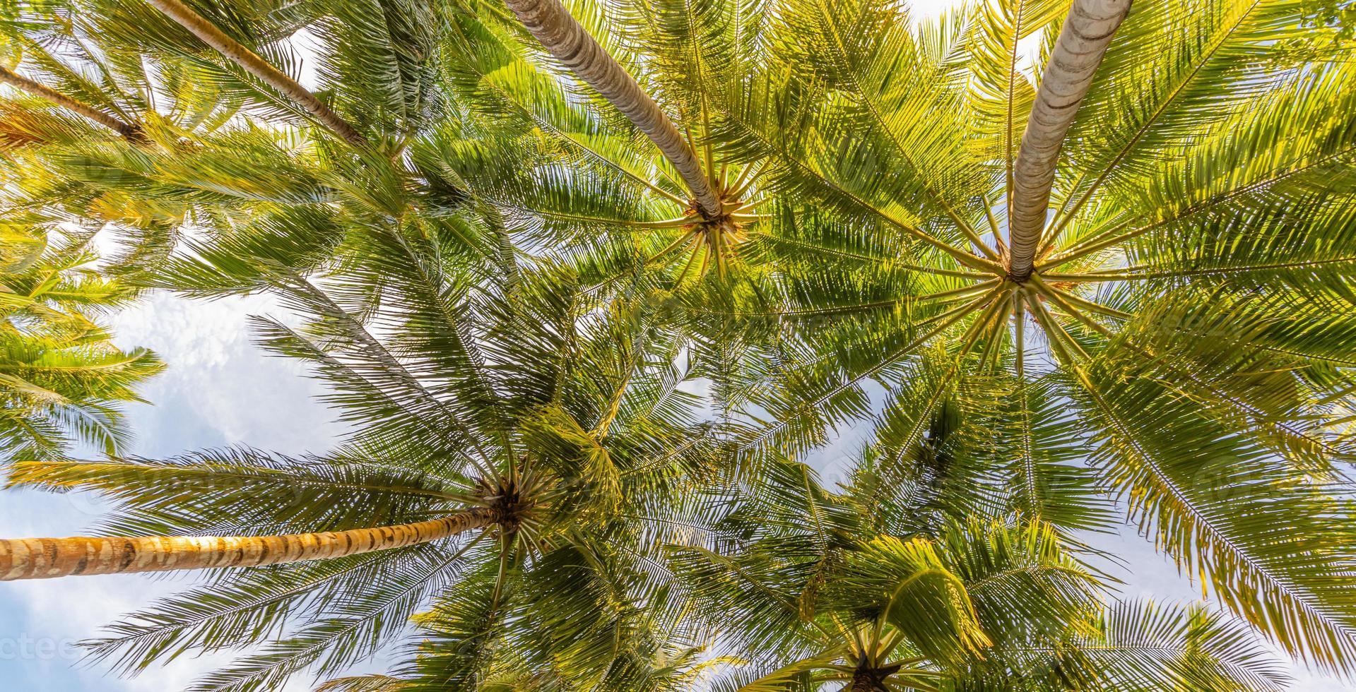 Summer vacation background, cloudy sky landscape and palm trees and branches. Idyllic traveling, tropical holiday template. Beauty in nature panorama photo