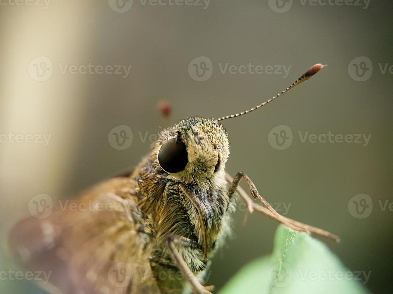 primer plano de borbo cinnara o arroz rápido en una hoja. insecto foto macro