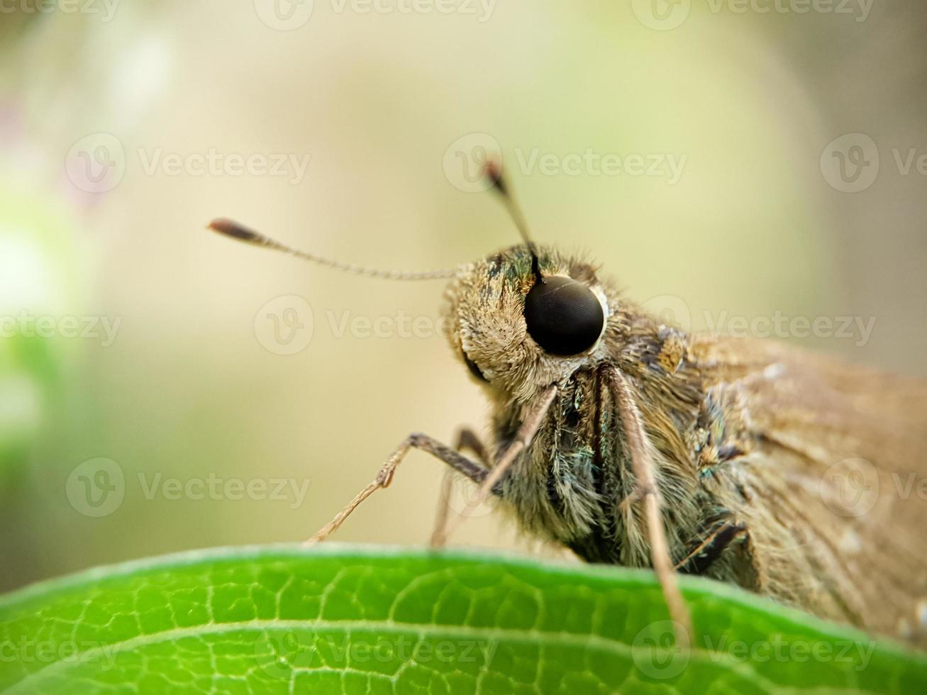 closeup of borbo cinnara or rice swift on a leaf. insect macro photo