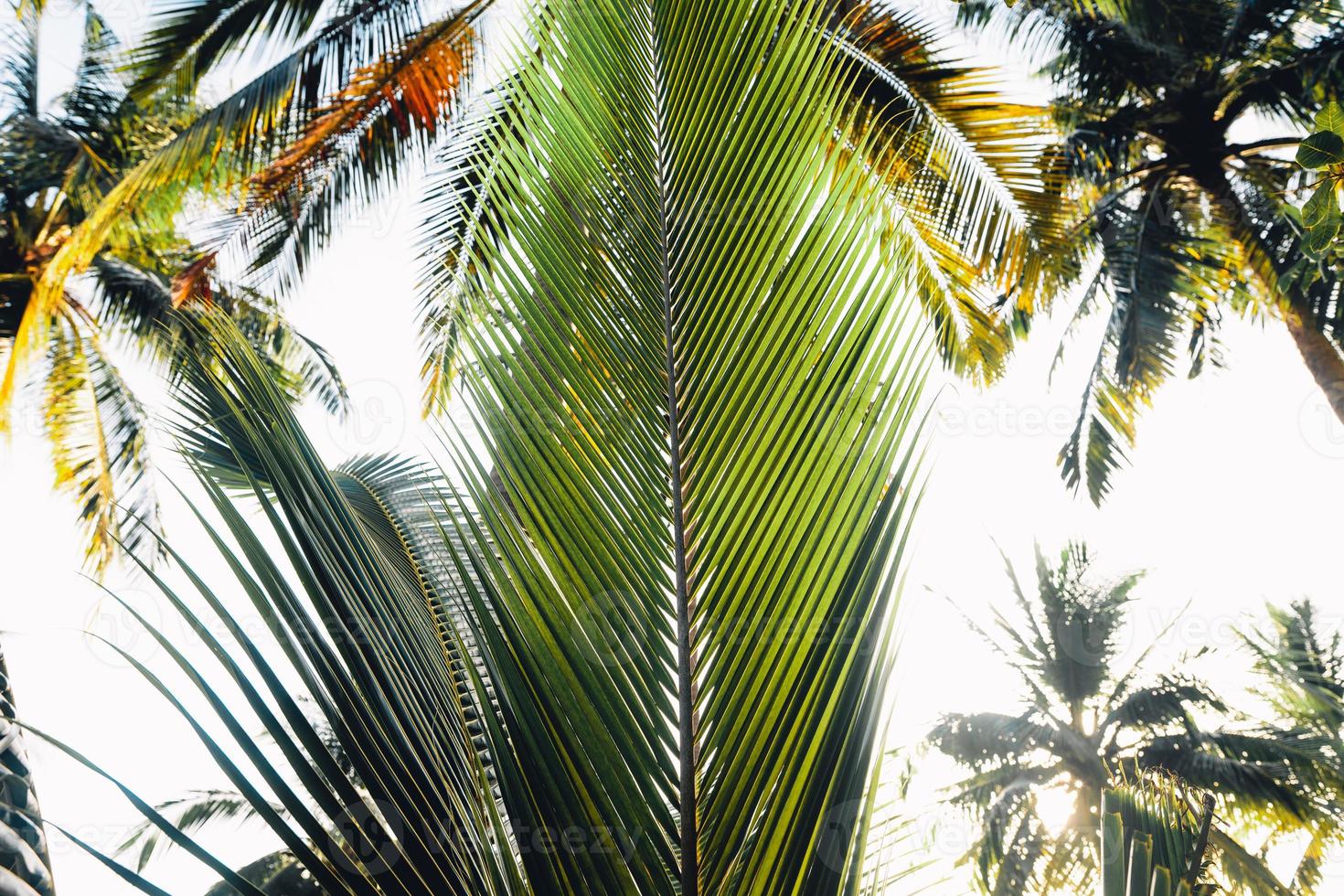 coconut trees on tropical island in summer photo