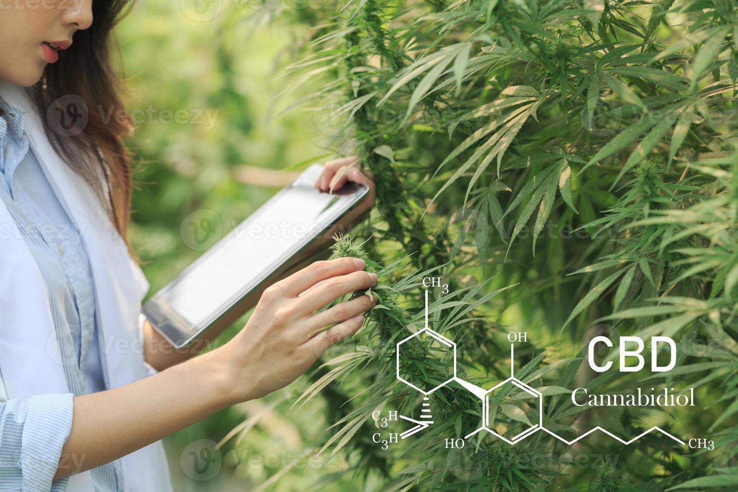 Researchers working in a hemp field, they are checking plants. cannabinoids in marijuana CBD elements. photo