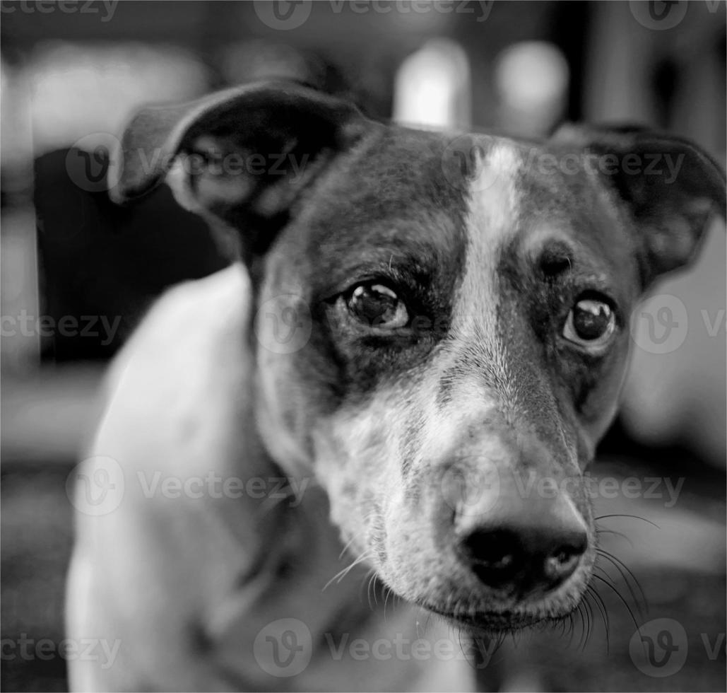 ojos de cachorro foto