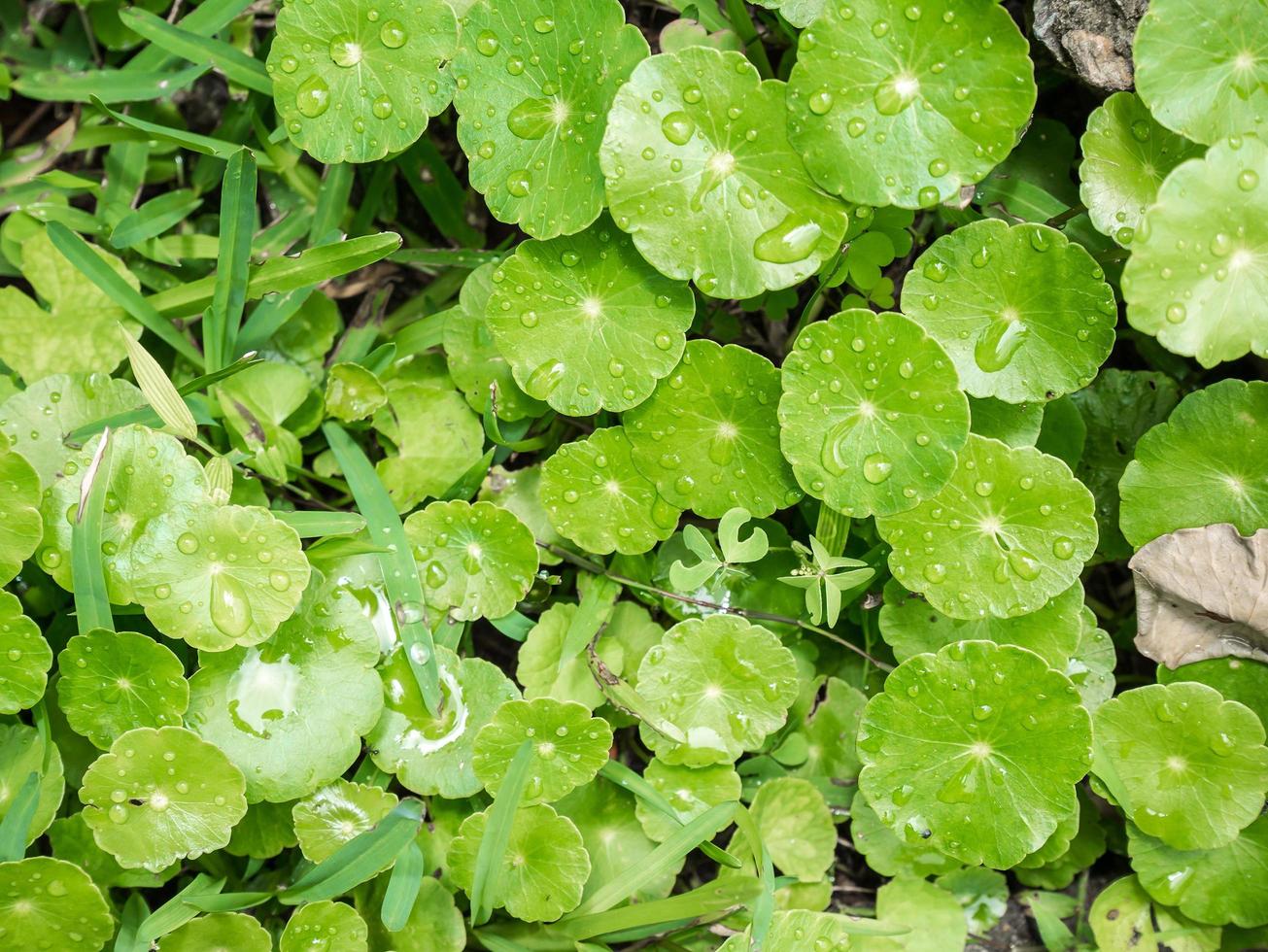 fondo de centella asiática foto