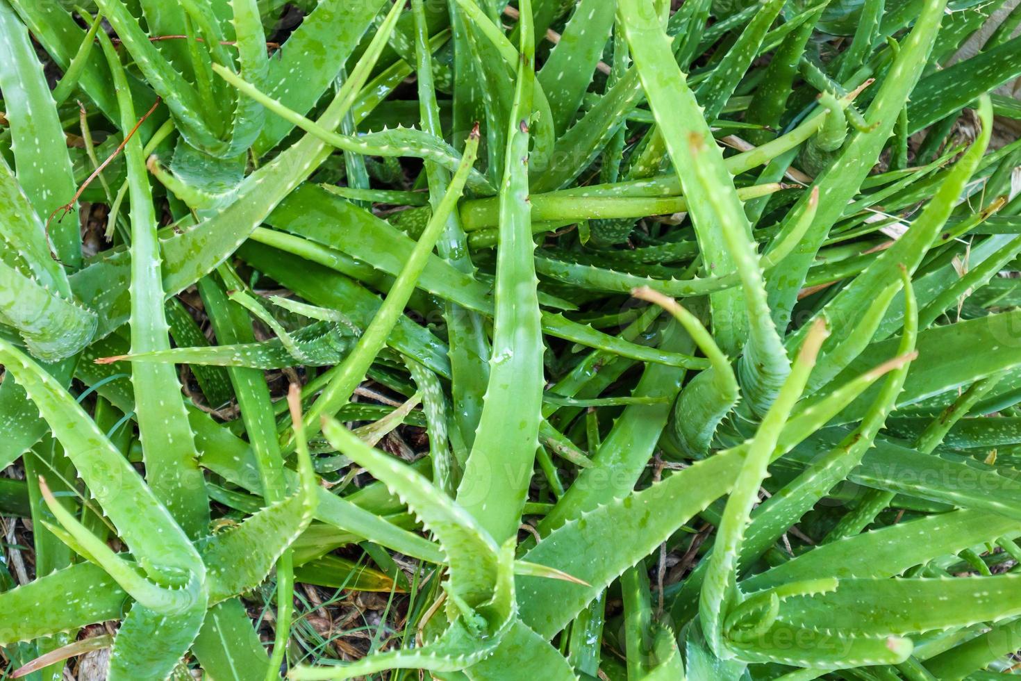 planta de aloe vera medicina herbaria para el cuidado de la piel