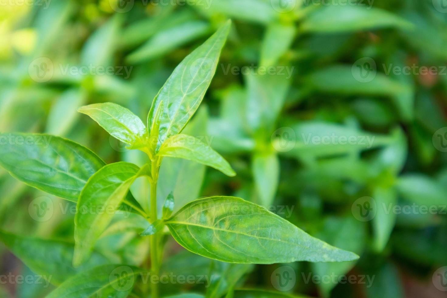 Cerrar andrographis paniculata hojas de plantas medicina herbaria ayurveda foto