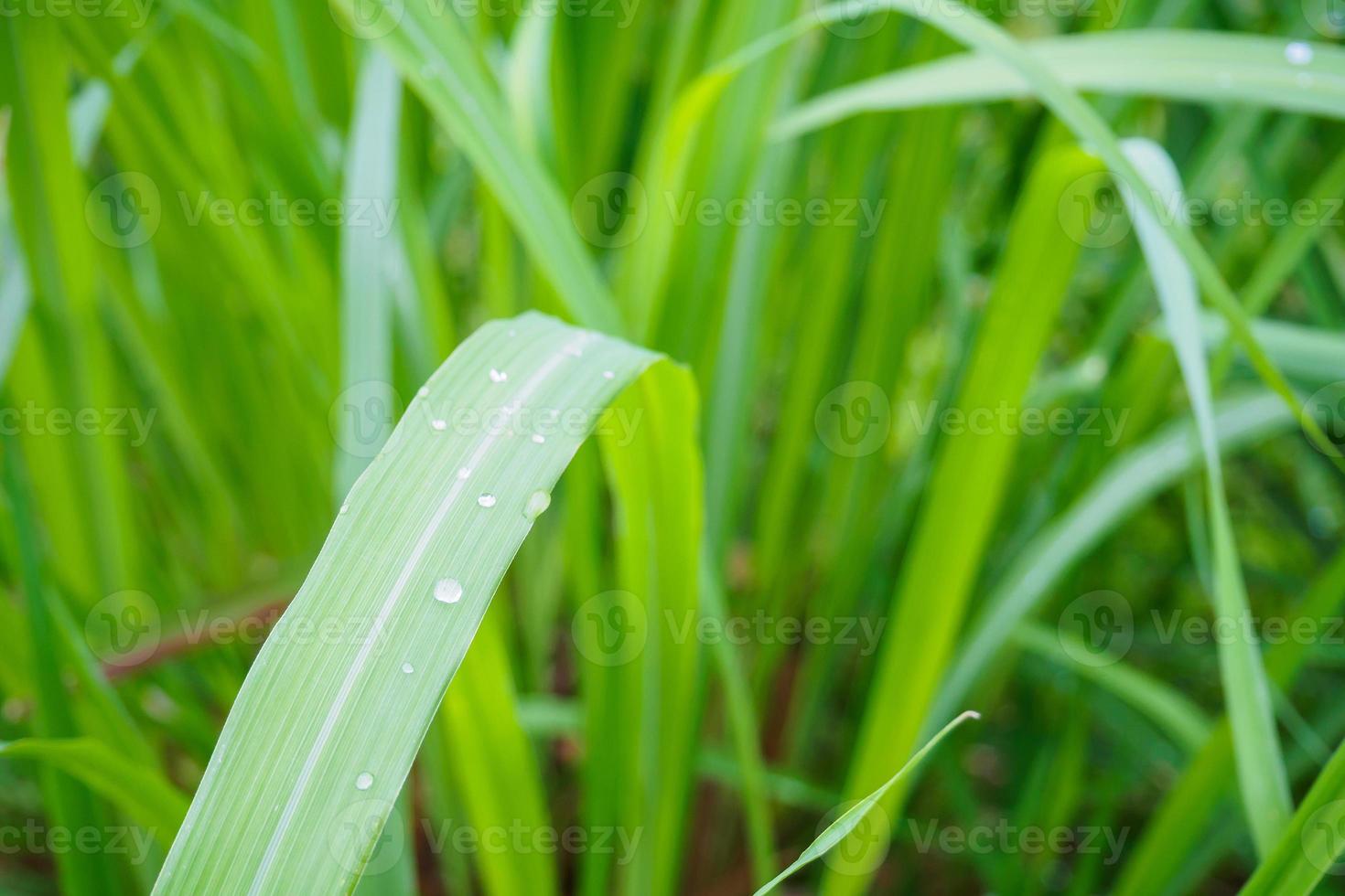 Lemon grass plant green leaf background photo