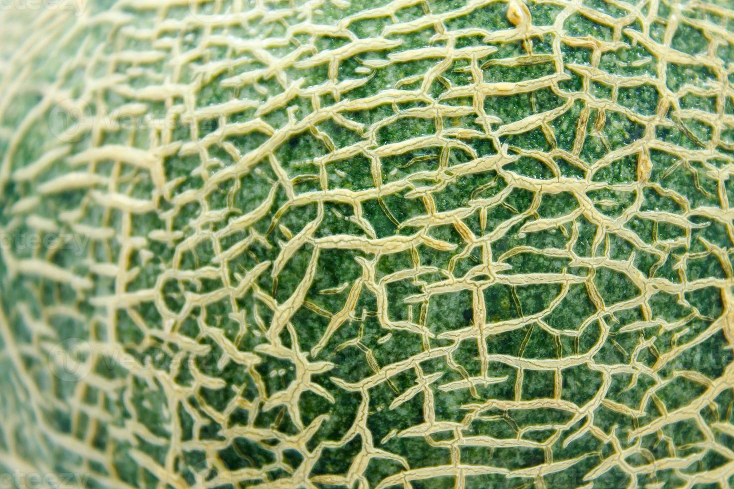 Close up of cantaloupe melon peel photo