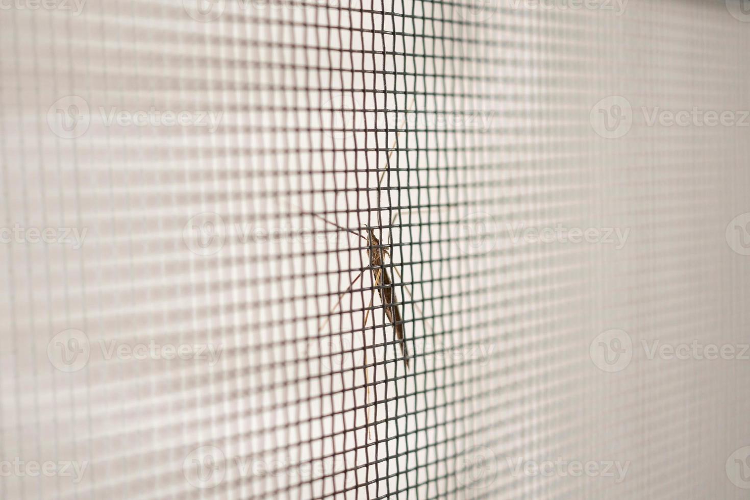 mosquito net wire screen on house window protection against insect photo
