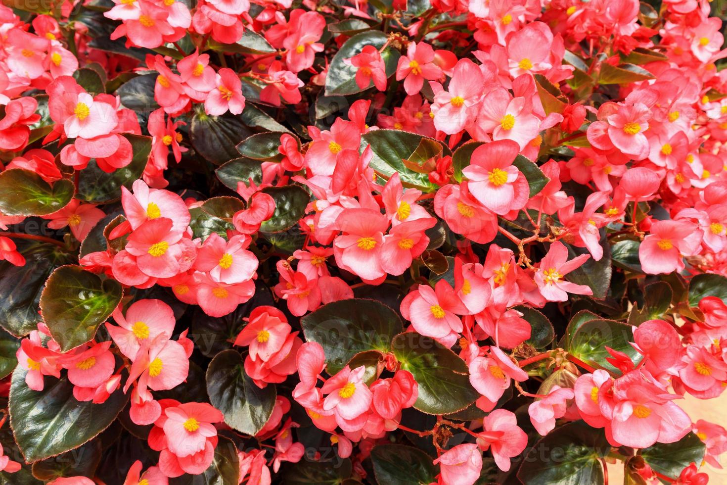 red begonia flower in garden photo