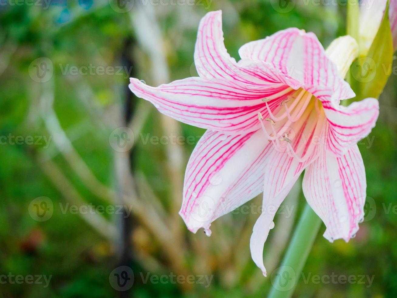 pink color flower of Amaryllis or Hippeastrum photo
