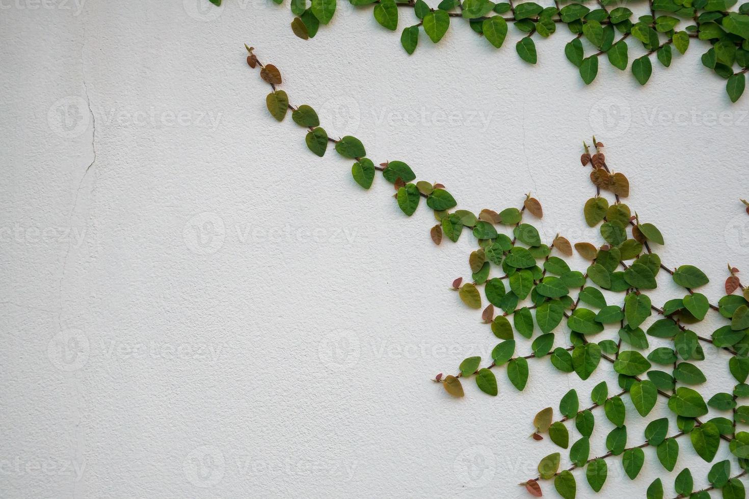 green ivy plant climbing on white wall with copy space photo