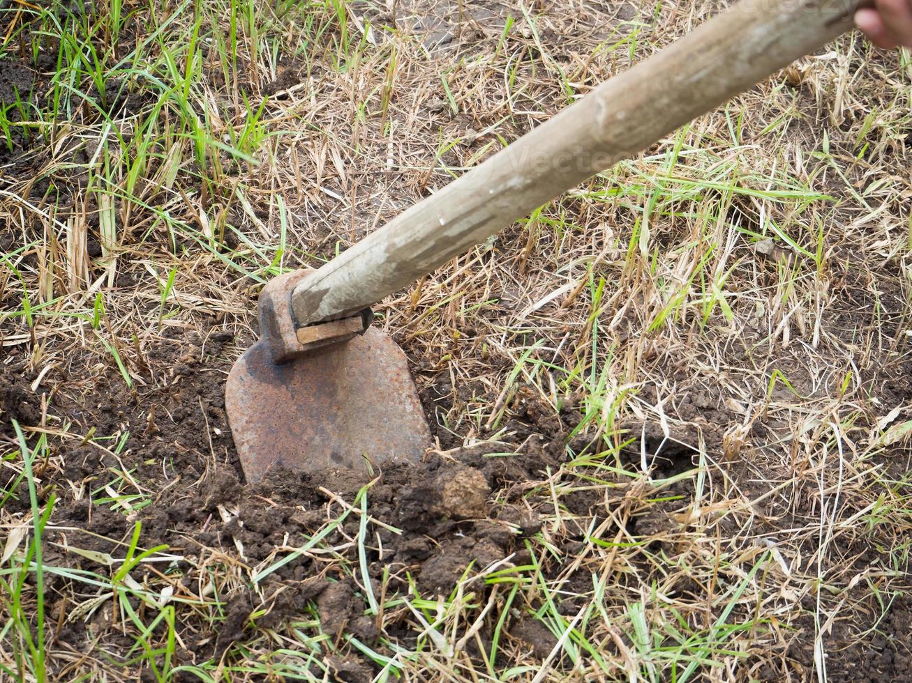 hoe in the garden photo