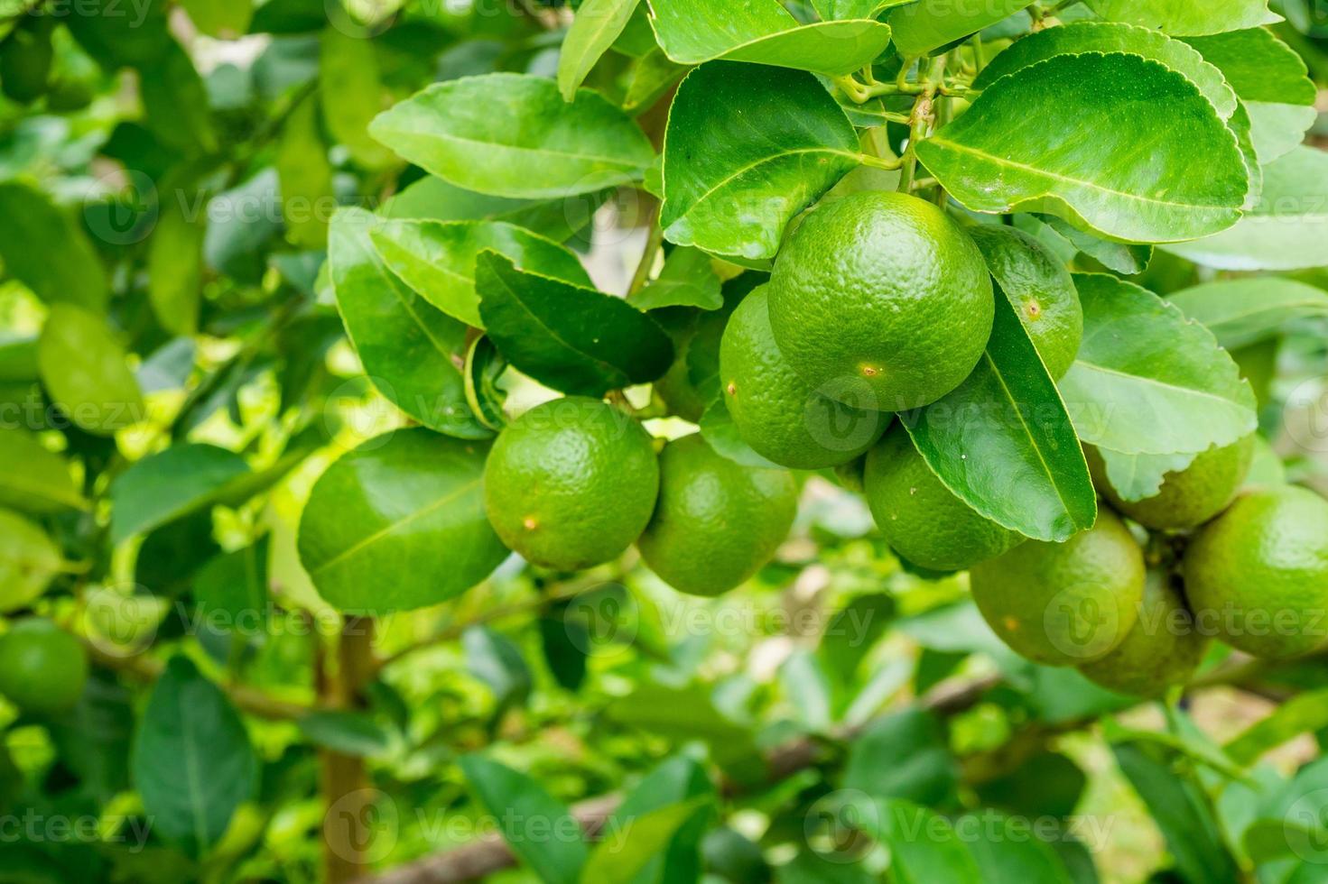 Fresh green lemon limes on tree in organic garden photo