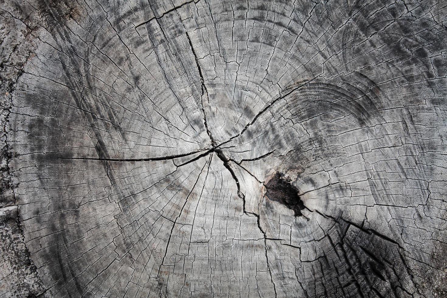 Fondo de textura de corte de madera vieja foto