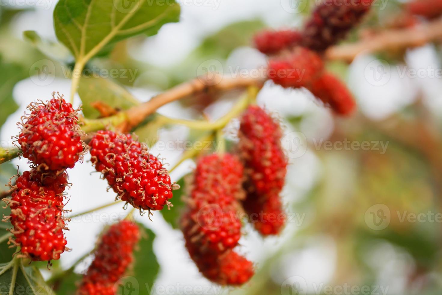 Fresh mulberry on tree photo