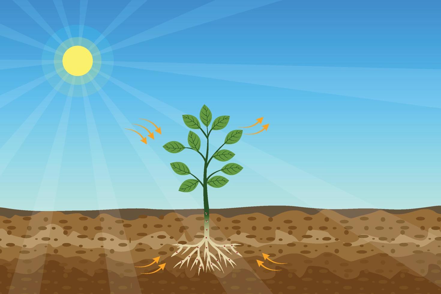 Photosynthesis process with a green plant and shiny sun vector. Green plants are getting energy and nutrition from the sun and soil. A tree is producing oxygen and sugar from the sunlight. vector