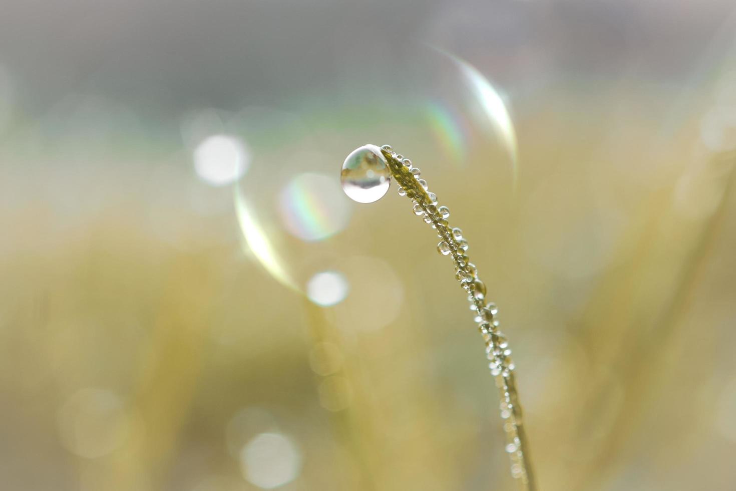 drop on the grass in rainy season in springtime photo