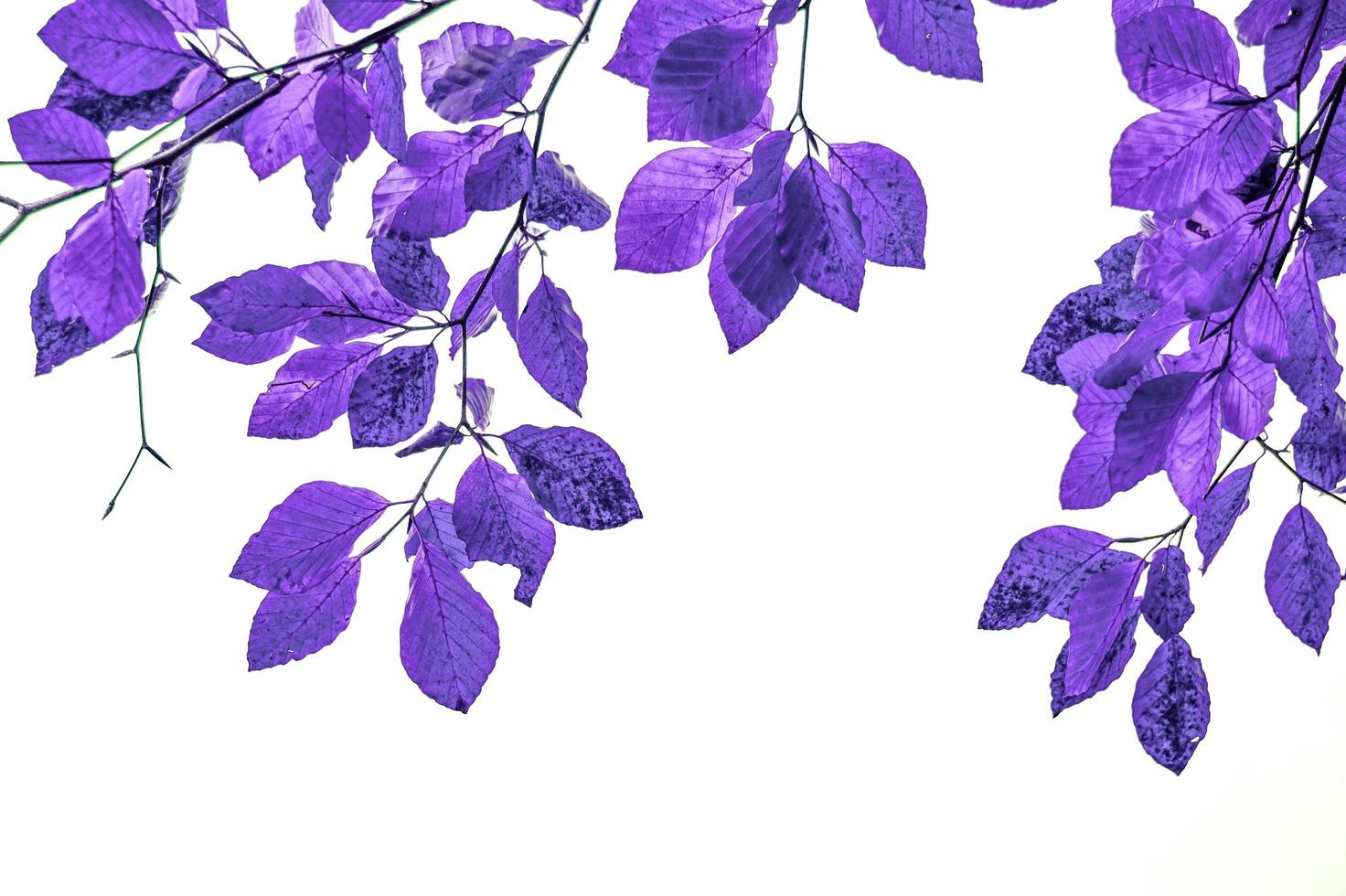 fondo abstracto de hojas de árbol púrpura foto