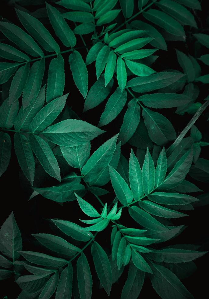 hojas de plantas verdes en la naturaleza en la temporada de primavera, fondo verde foto