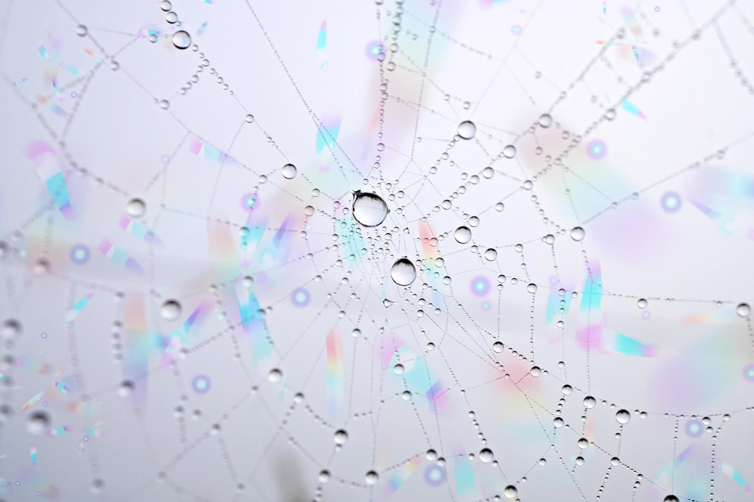 drops on the spider web in rainy season, abstract background photo