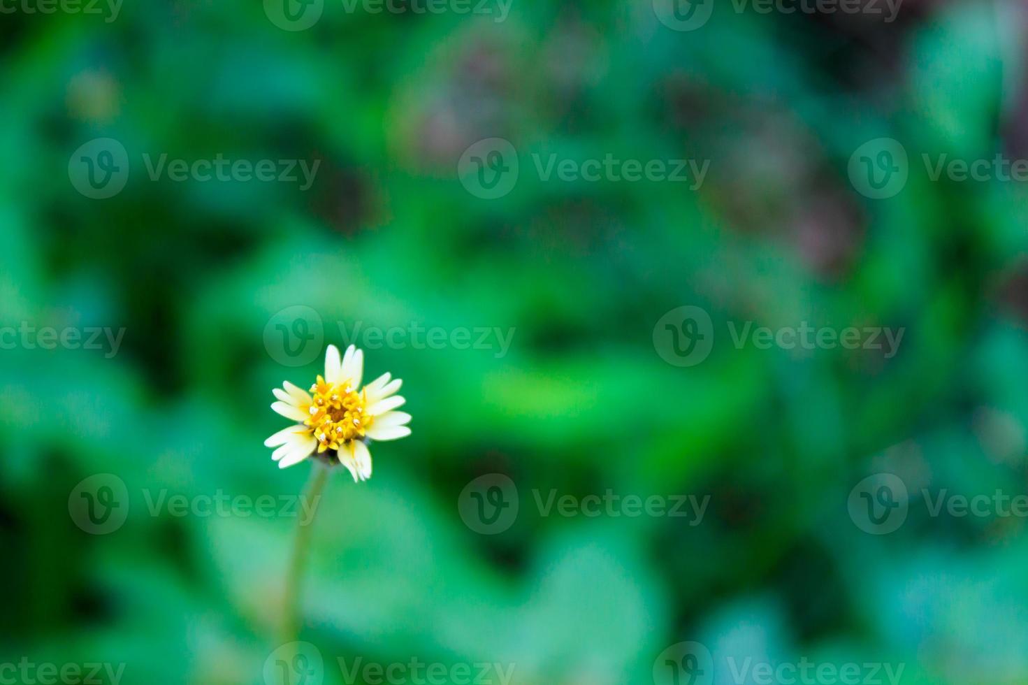 Mexican daisy flower close up photo