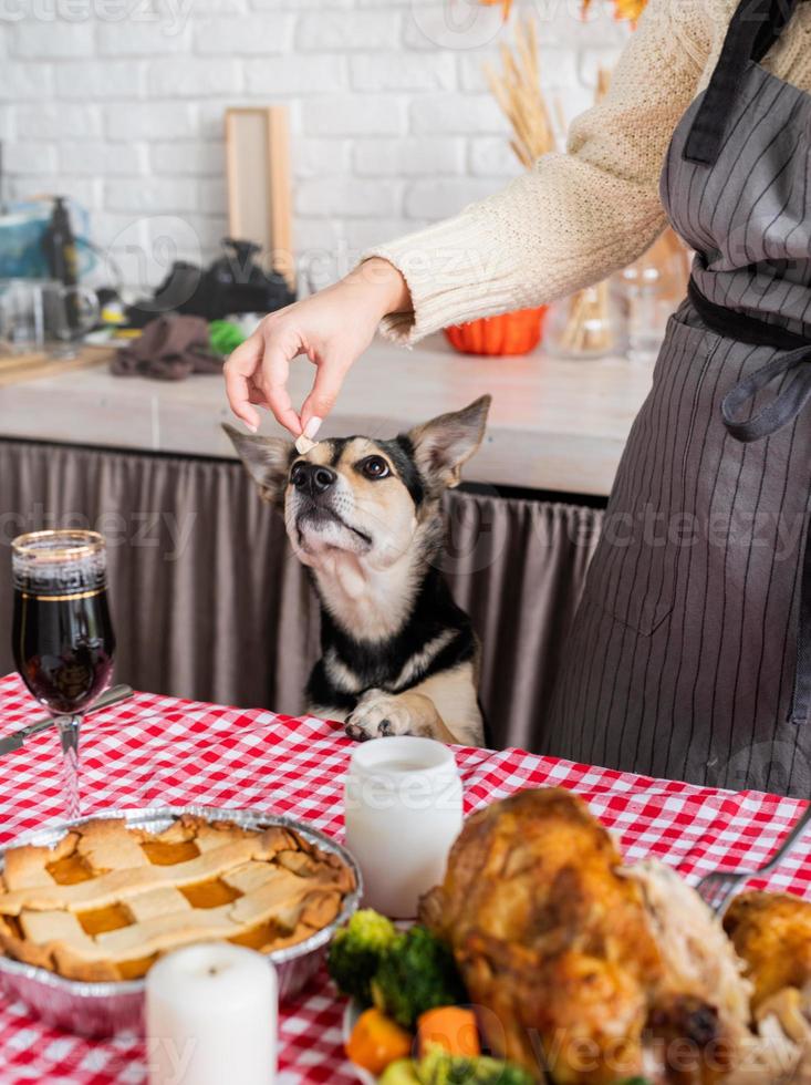 mujer preparando la cena de acción de gracias en la cocina de casa, dándole a su perro un trozo de pollo para probar foto