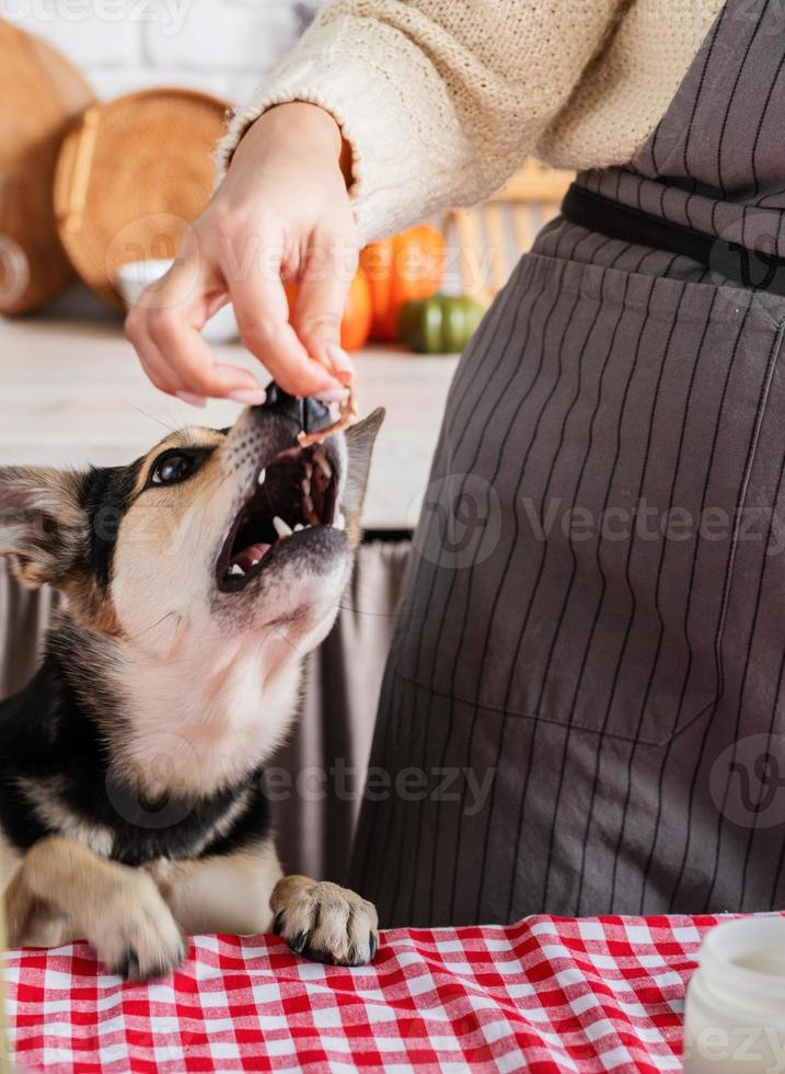 woman preparing thanksgiving dinner at home kitchen, giving her dog a piece of chicken to try photo