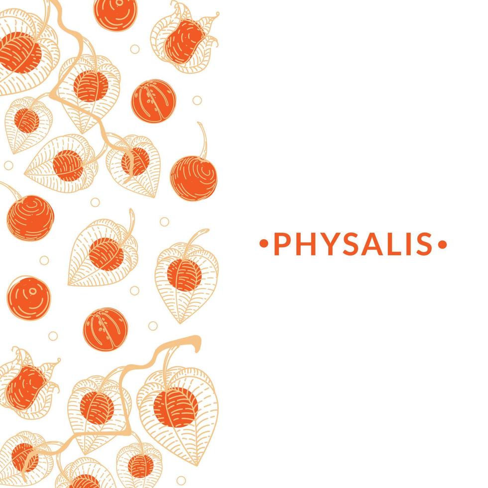 banner con flores secas de physalis sobre fondo blanco. diseño para publicidad en el mercado de frutas exóticas, negocios para tiendas de comestibles. bayas. physalis encaje de physalis. garabatos dibujados a mano en estilo boceto vector