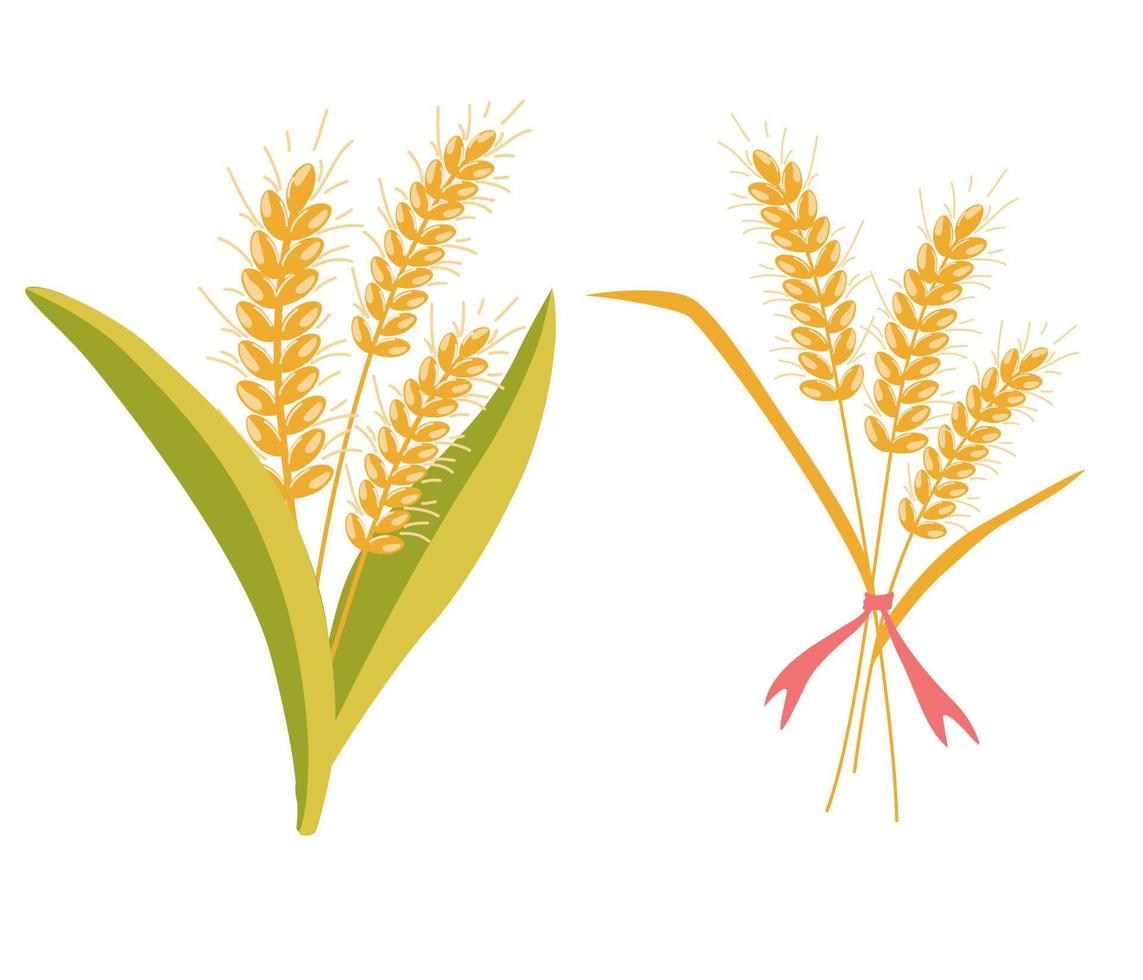 Wheat bunch ears. Oatmeal bouquet. Wheat spikelets. Wheat, rye, rye ear, symbol of farming, bread, harvest. Whole stems, an organic vegetarian element of food packaging. Vector flat illustration.