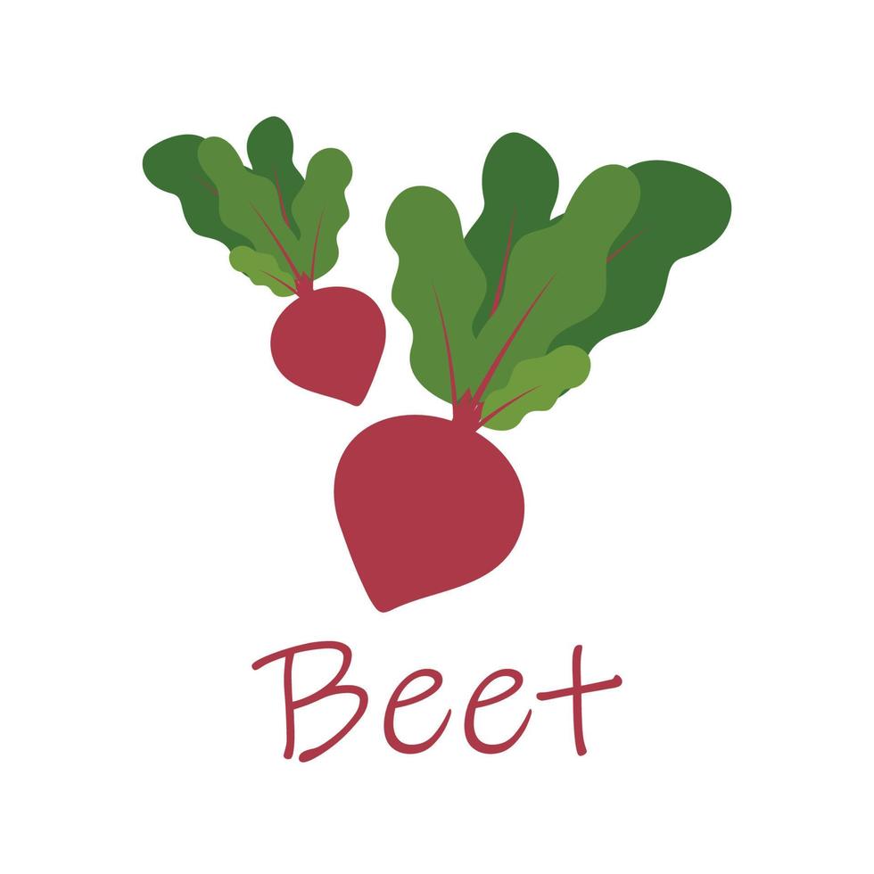 Ripe red beets with green leaves. Card, banner, sticker, poster, print. Vector illustration.