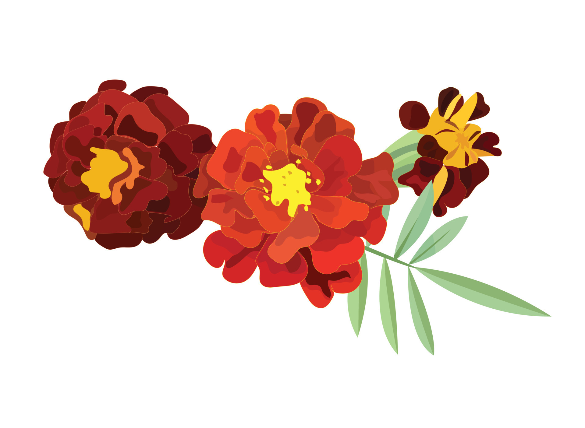 Orange calendula, symbol of the Mexican holiday Day of the Dead