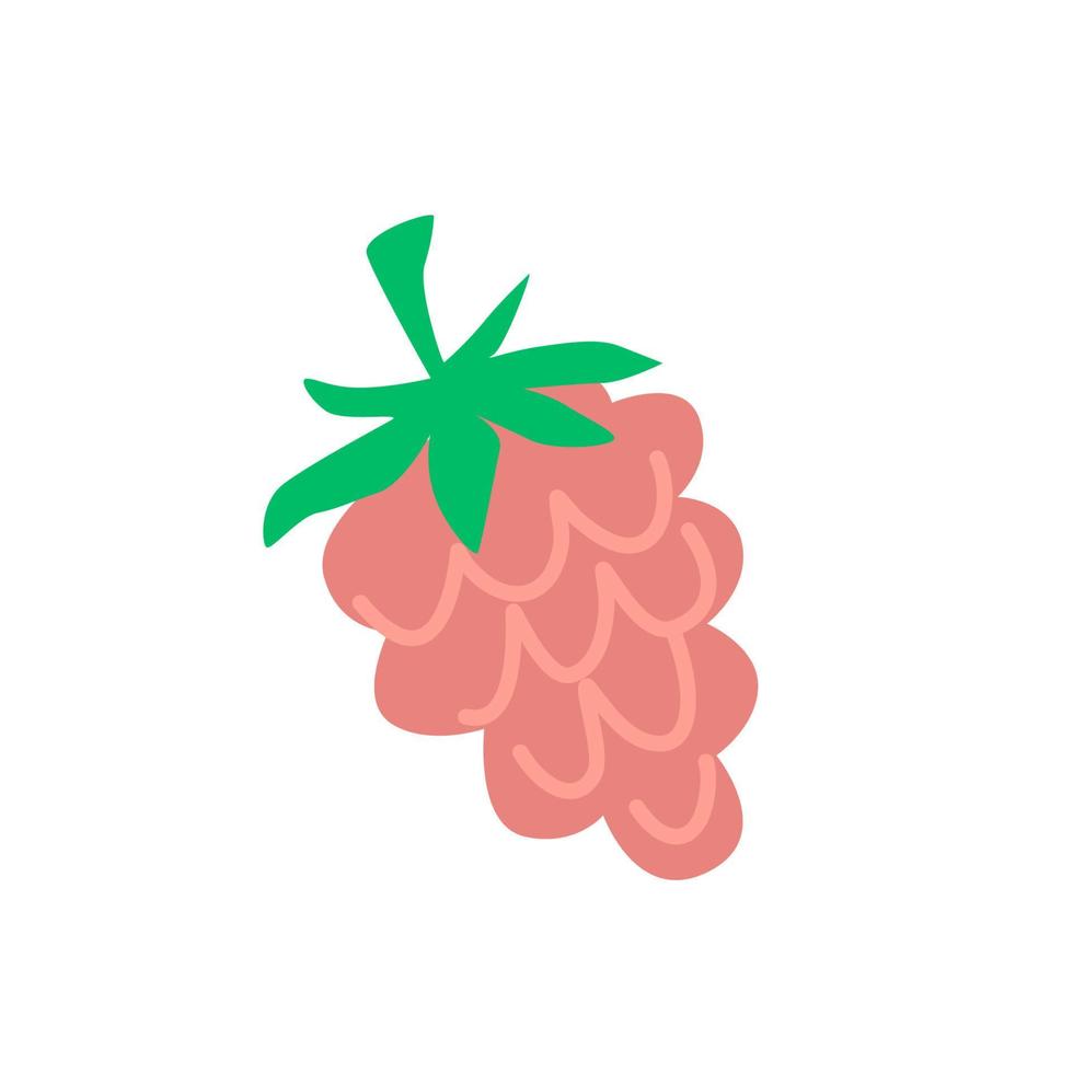 Raspberry berry vector hand drawn illustration
