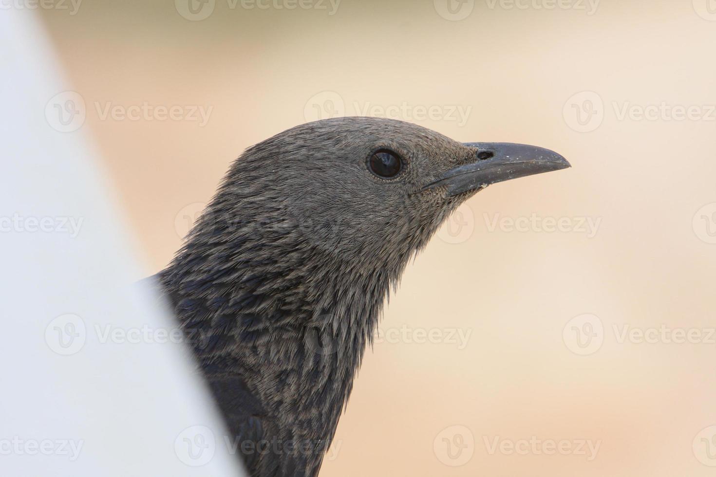 Amazing birds of Israel, birds of the Holy Land photo