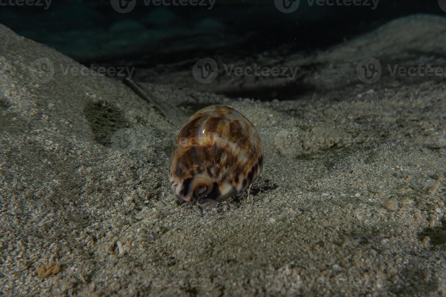 Sea snails in the Red Sea Colorful and beautiful, Eilat Israel photo