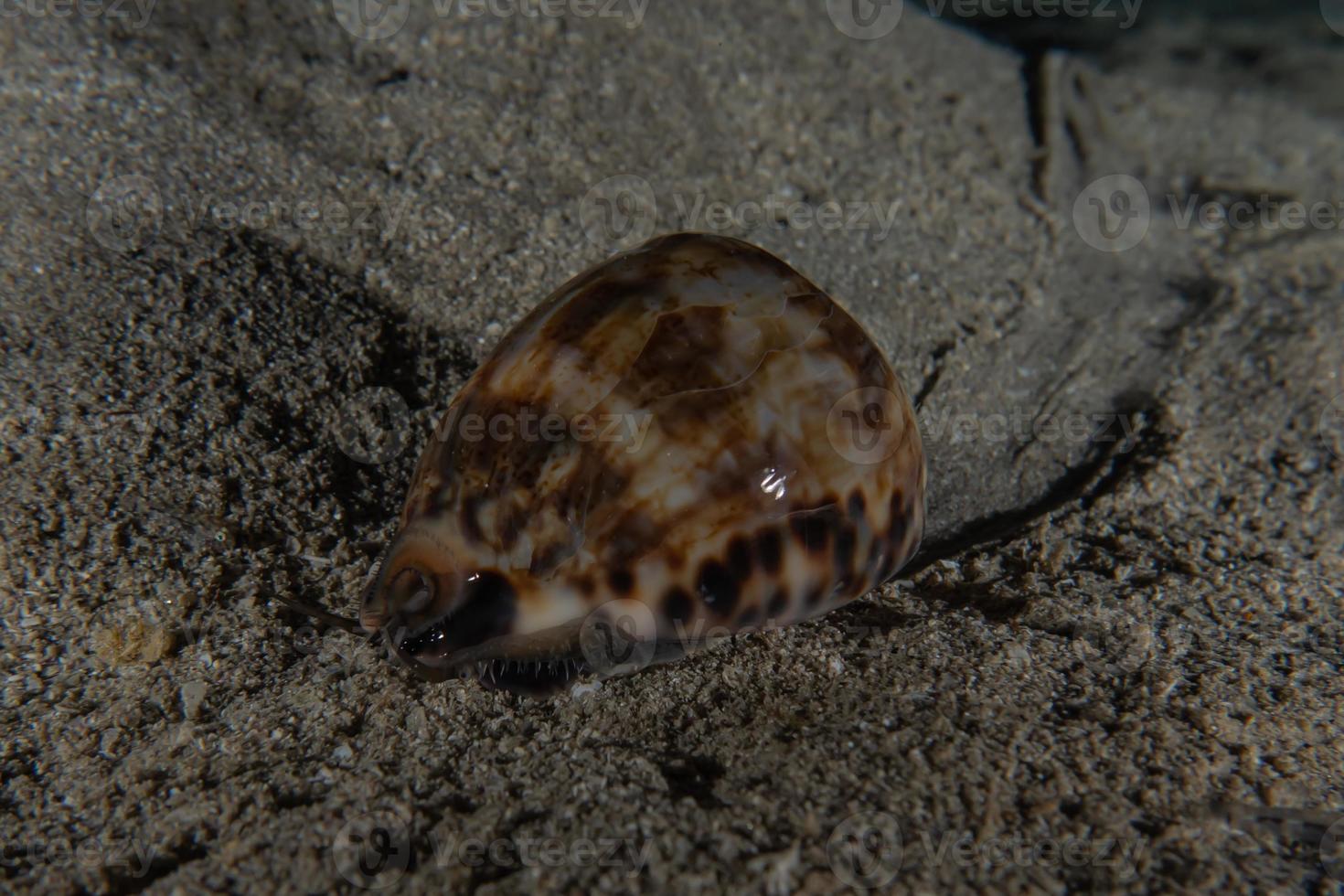 Sea snails in the Red Sea Colorful and beautiful, Eilat Israel photo