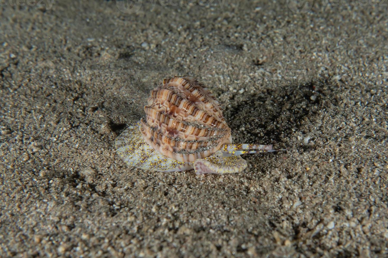 Sea snails in the Red Sea Colorful and beautiful, Eilat Israel photo