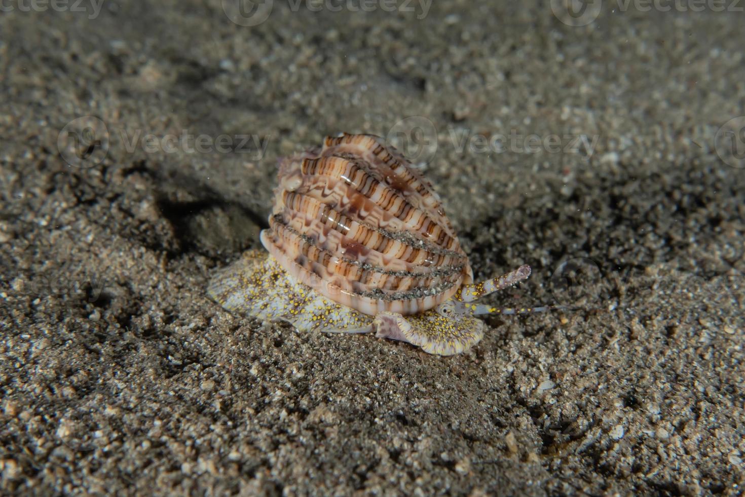 Sea snails in the Red Sea Colorful and beautiful, Eilat Israel photo