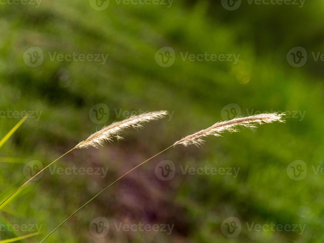 grass flowers on the field photo