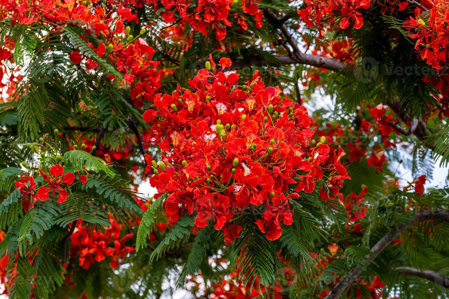 Flame tree with bright red flowers and seed pods photo