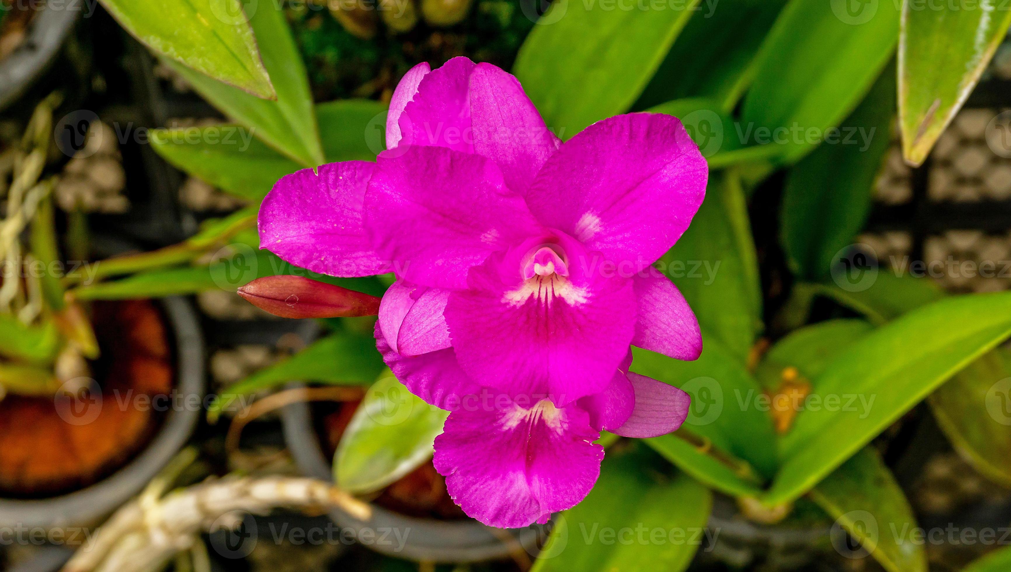 cattleya why not orchid blooming in the garden 8331631 Stock Photo at
